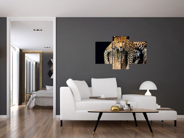Obraz - Gepard (90x60 cm)