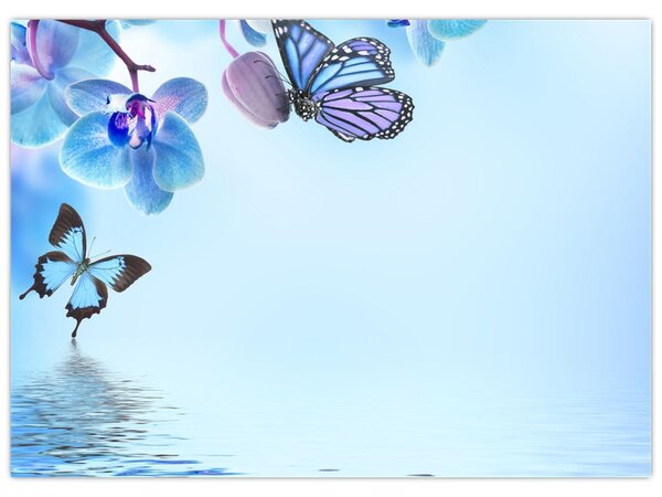 Obraz - Motýľ na kvetoch orchidey, modrý (70x50 cm)