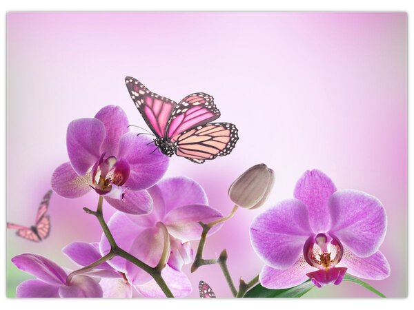 Obraz - Motýľ na kvetoch orchidey, lila (70x50 cm)