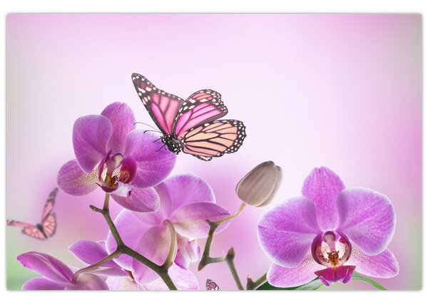 Obraz - Motýľ na kvetoch orchidey, lila (90x60 cm)
