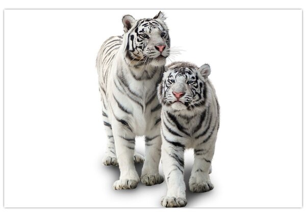 Obraz - Biely tiger (90x60 cm)