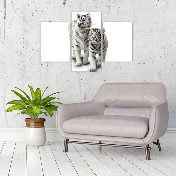 Obraz - Biely tiger (90x60 cm)