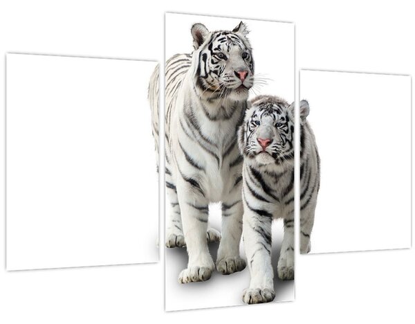 Obraz - Biely tiger (90x60 cm)