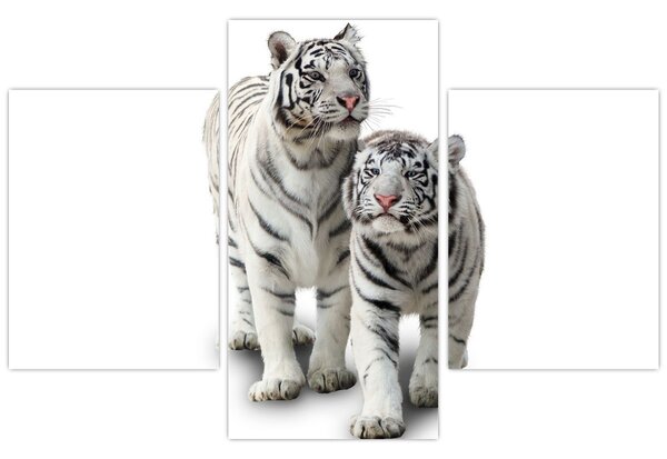 Obraz - Biely tiger (90x60 cm)