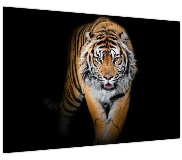 Obraz - Tiger (90x60 cm)