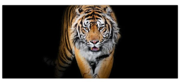 Obraz - Tiger (120x50 cm)
