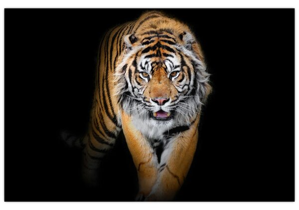Obraz - Tiger (90x60 cm)