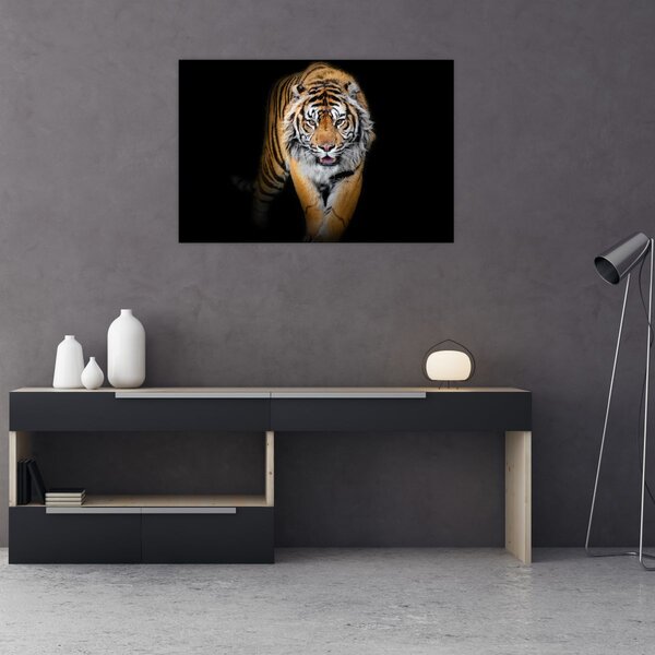 Obraz - Tiger (90x60 cm)