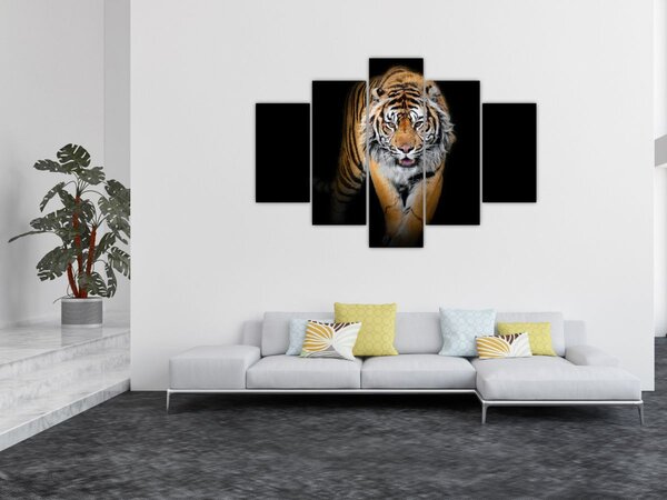 Obraz - Tiger (150x105 cm)