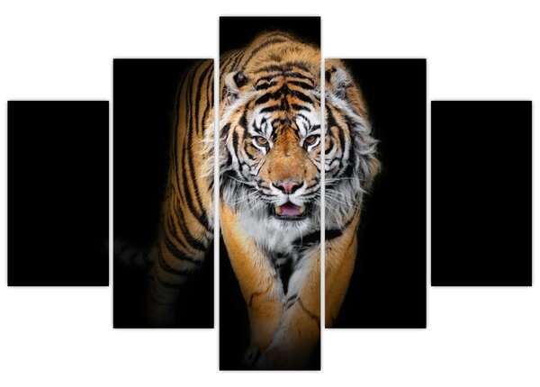 Obraz - Tiger (150x105 cm)