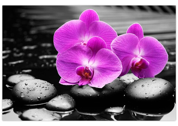 Obraz - Fialové orchidey (90x60 cm)