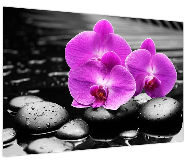 Obraz - Fialové orchidey (90x60 cm)