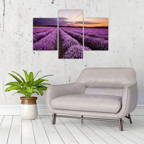 Obraz - Levanduľové pole pri západe slnka (90x60 cm)