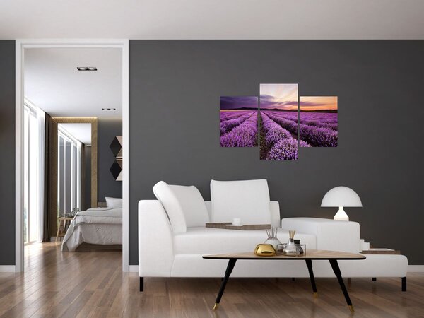 Obraz - Levanduľové pole pri západe slnka (90x60 cm)