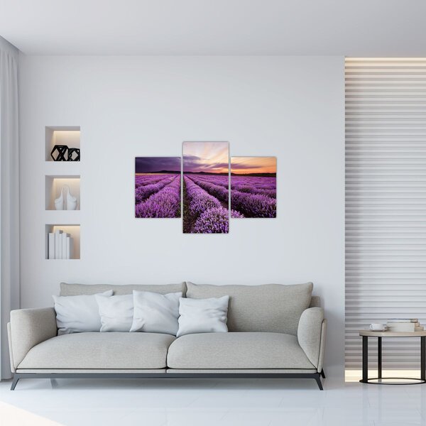 Obraz - Levanduľové pole pri západe slnka (90x60 cm)