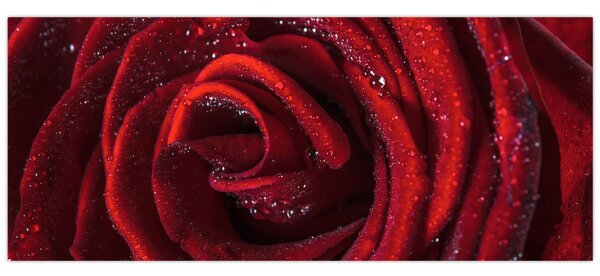 Obraz - Červená ruža s kvapkami rosy (120x50 cm)