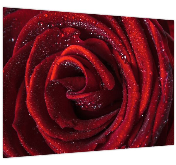 Obraz - Červená ruža s kvapkami rosy (70x50 cm)