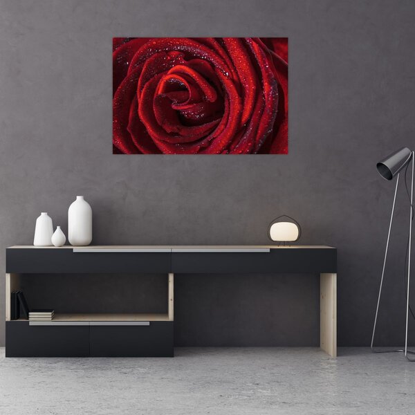 Obraz - Červená ruža s kvapkami rosy (90x60 cm)
