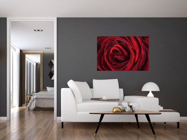 Obraz - Červená ruža s kvapkami rosy (90x60 cm)