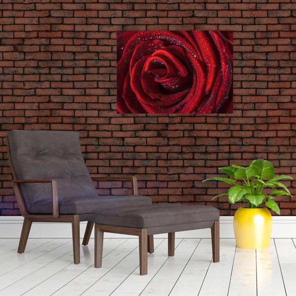 Obraz - Červená ruža s kvapkami rosy (70x50 cm)