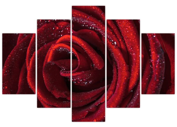 Obraz - Červená ruža s kvapkami rosy (150x105 cm)