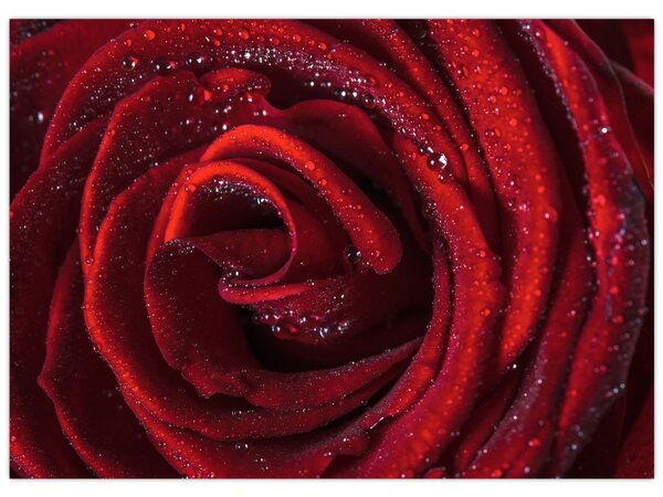 Obraz - Červená ruža s kvapkami rosy (70x50 cm)