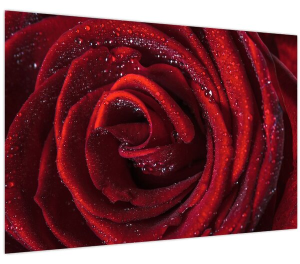 Obraz - Červená ruža s kvapkami rosy (90x60 cm)