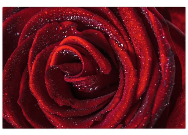 Obraz - Červená ruža s kvapkami rosy (90x60 cm)