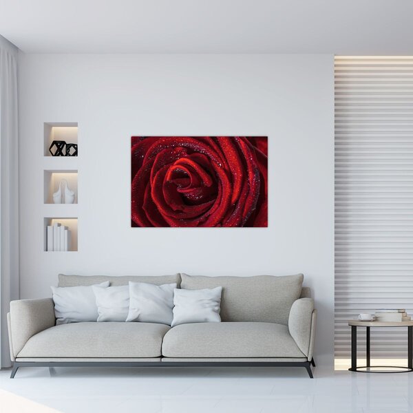 Obraz - Červená ruža s kvapkami rosy (90x60 cm)