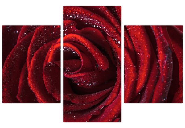 Obraz - Červená ruža s kvapkami rosy (90x60 cm)