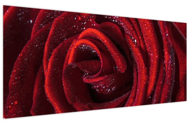Obraz - Červená ruža s kvapkami rosy (120x50 cm)
