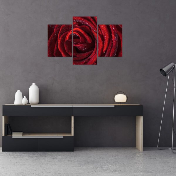 Obraz - Červená ruža s kvapkami rosy (90x60 cm)