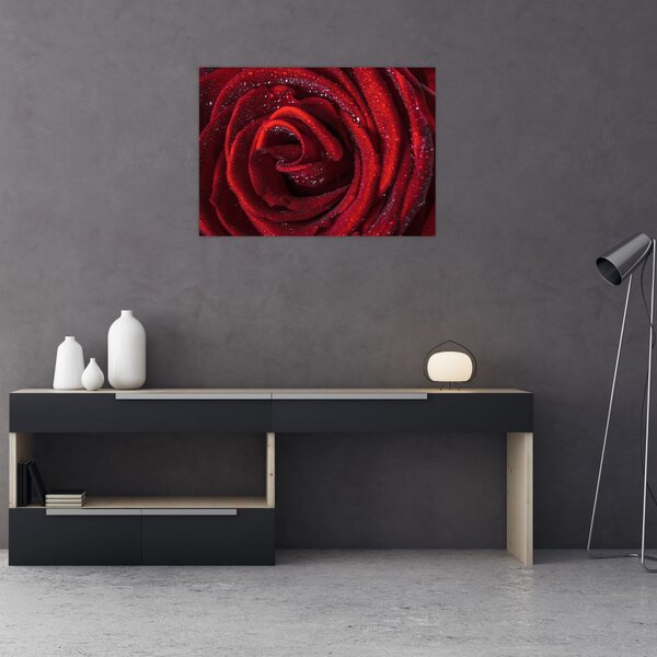 Obraz - Červená ruža s kvapkami rosy (70x50 cm)
