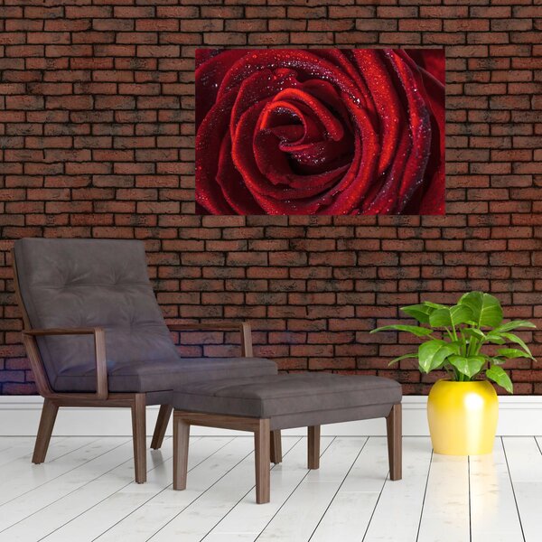 Obraz - Červená ruža s kvapkami rosy (90x60 cm)