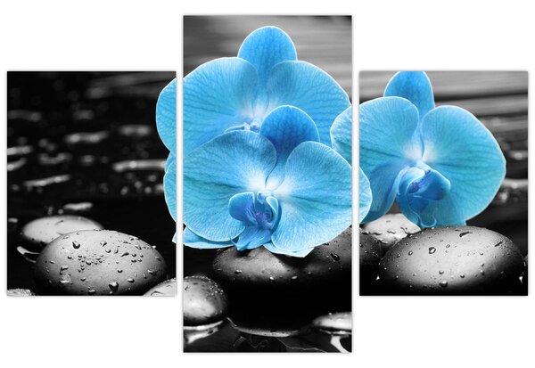 Obraz - Modrá orchidea (90x60 cm)