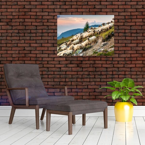 Obraz - Stádo oviec (70x50 cm)