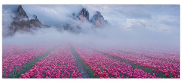 Obraz - Krajina s tulipánovými poľami (120x50 cm)