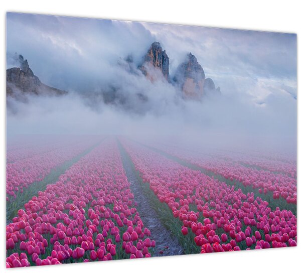 Obraz - Krajina s tulipánovými poľami (70x50 cm)