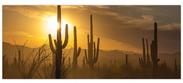 Obraz - Kaktusy Saguaro (120x50 cm)