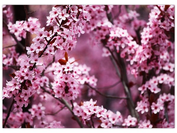 Obraz - Ružová sakura (70x50 cm)