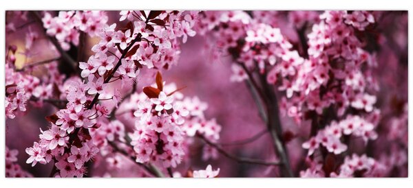 Obraz - Ružová sakura (120x50 cm)