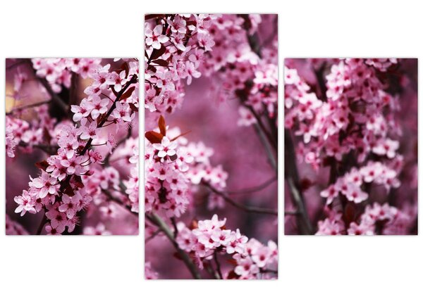 Obraz - Ružová sakura (90x60 cm)