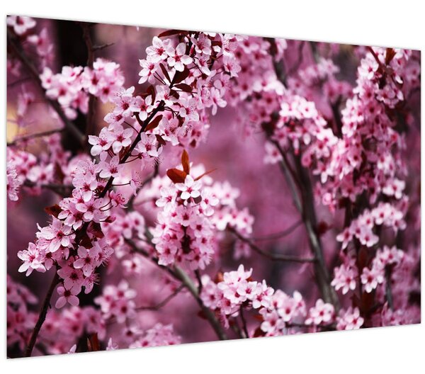 Obraz - Ružová sakura (90x60 cm)
