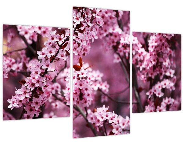 Obraz - Ružová sakura (90x60 cm)