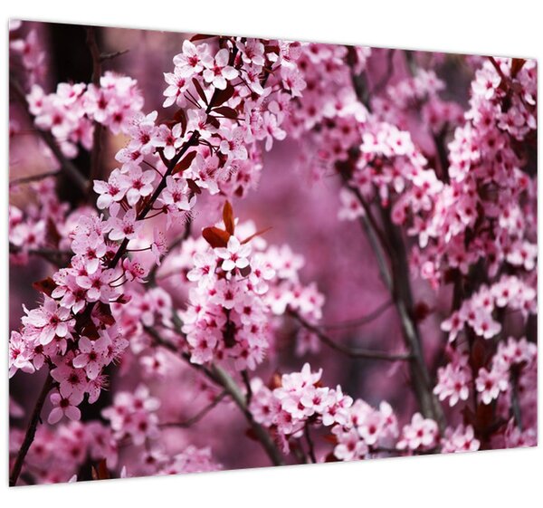 Obraz - Ružová sakura (70x50 cm)
