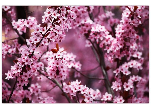 Obraz - Ružová sakura (90x60 cm)