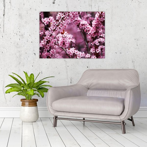 Obraz - Ružová sakura (70x50 cm)