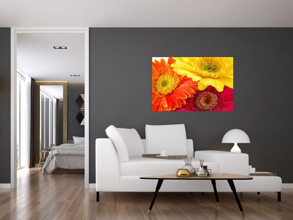 Obraz - Kvety Gerbery (90x60 cm)