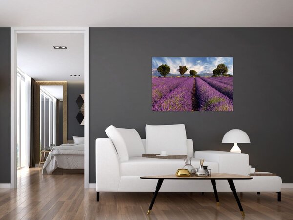 Obraz - Levanduľové pole a hory (90x60 cm)