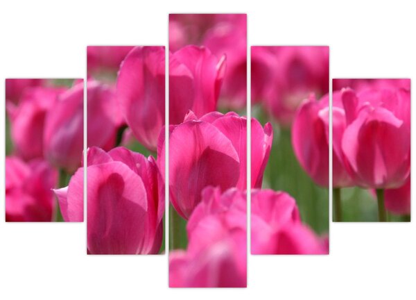 Obraz - Ružové tulipány (150x105 cm)